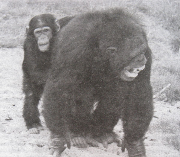 Шимпанзе, выражающий утешение. © Frans de Waal