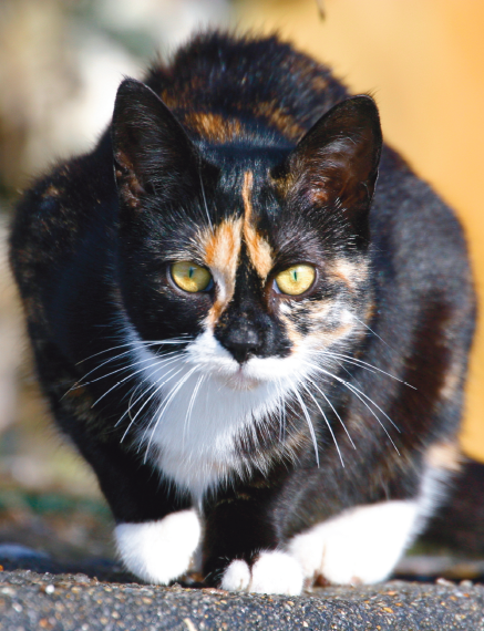Kaetzisch fuer Nichtkatzen