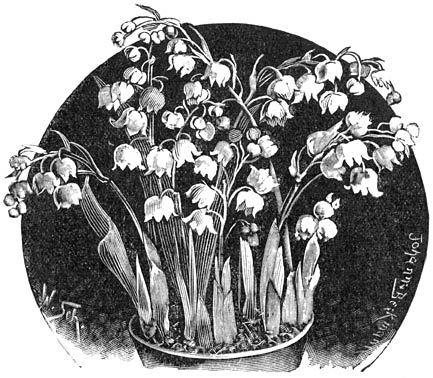 Kamerplanten / Handboek tot het kweeken van planten in de kamer