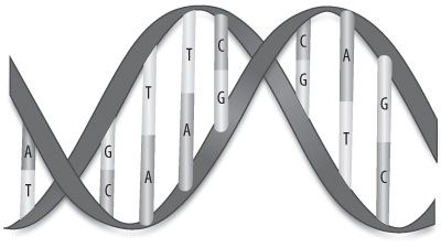 Die DNA-Doppelhelix