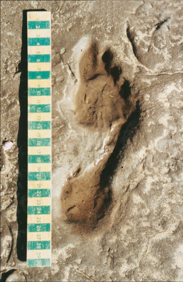 Homo Britannicus